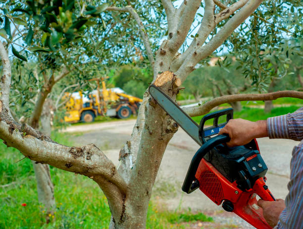 Best Commercial Tree Services  in Oil City, PA